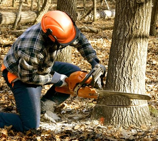 Tree Removal in Burkittsville, MD